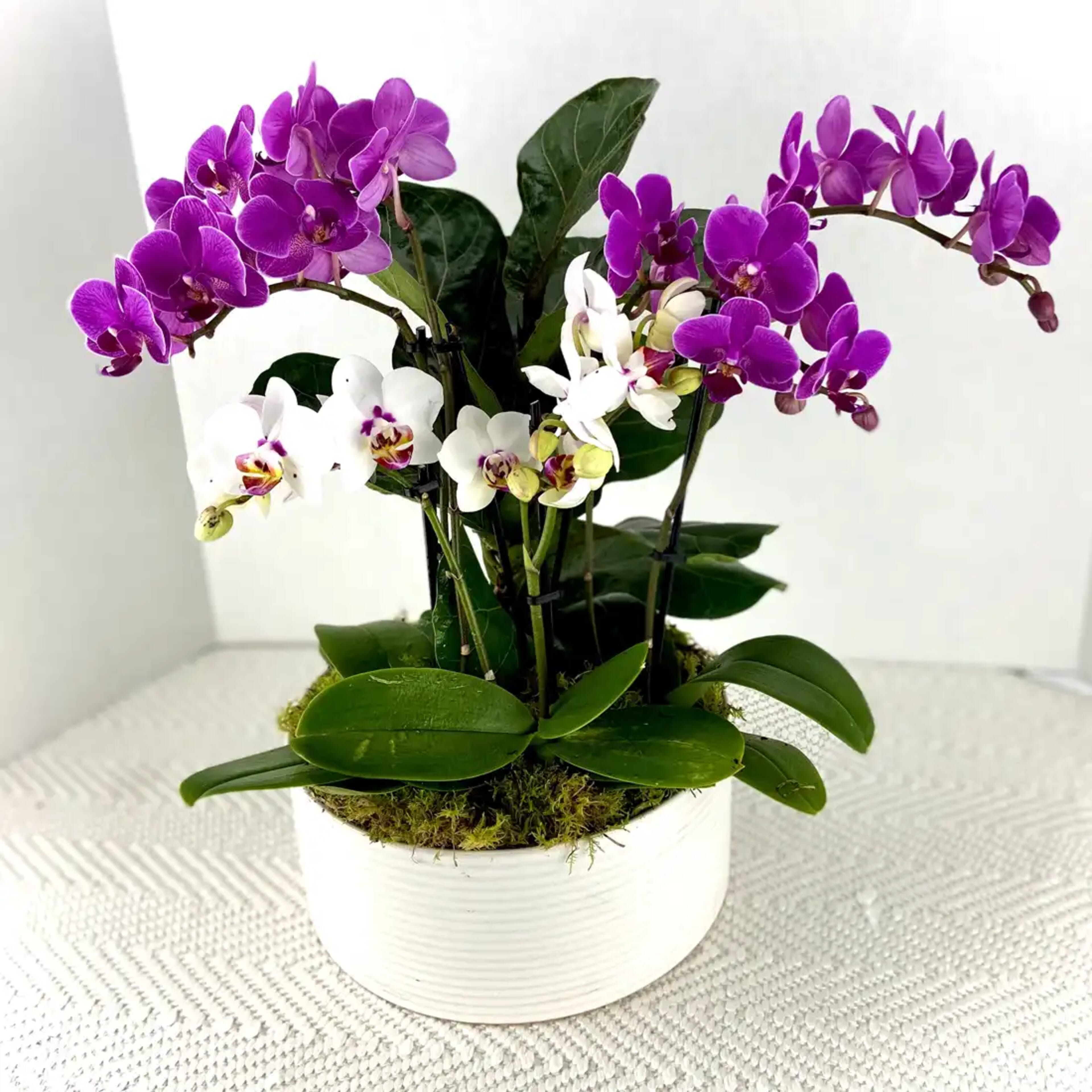 Orchids & Plants
