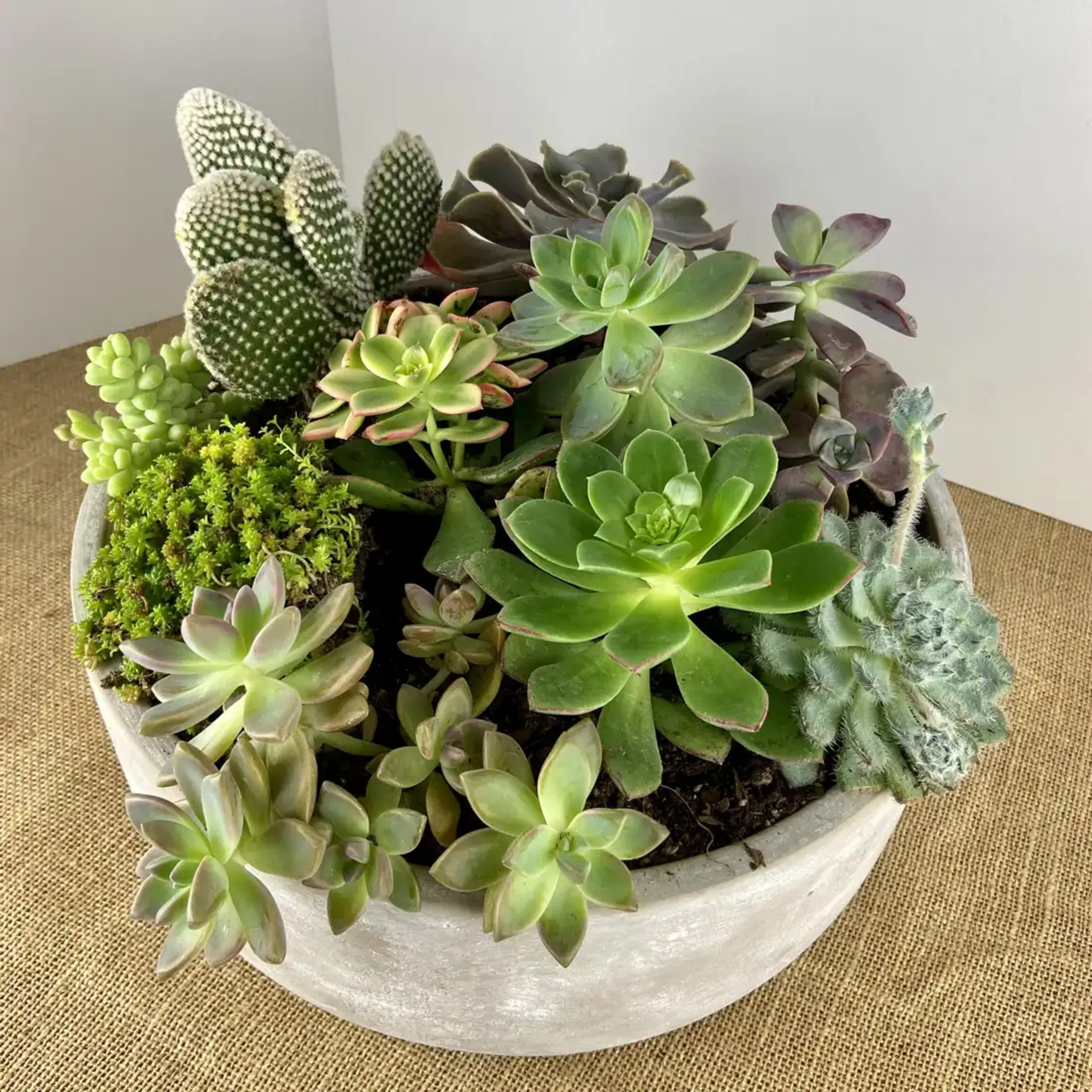 Succulent Dish Garden